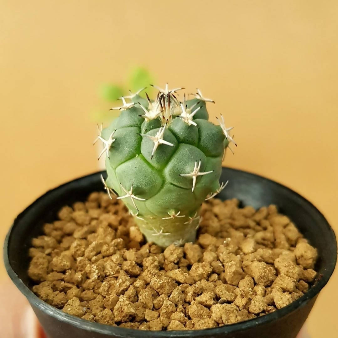 Turbinicarpus Lophophoroides - Cactus - soiled.in