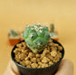 Turbinicarpus Lophophoroides - Cactus - soiled.in