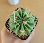 Ferocactus latispinus - Cactus & Succulent - Soiled