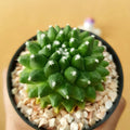 Mammillaria Bucareliensis cv. erusamu - Cactus & Succulent - Soiled