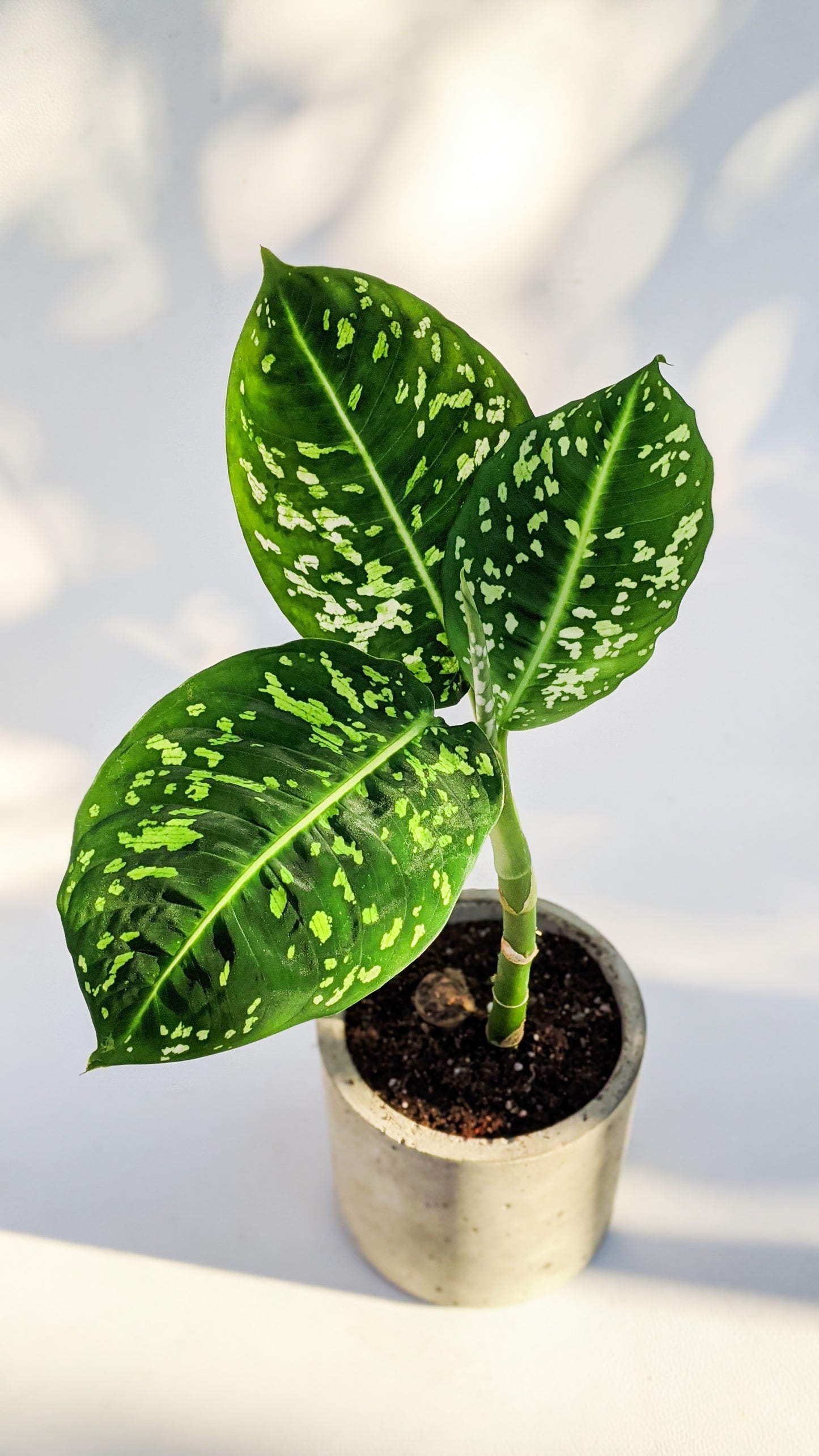 Dieffenbachia 'Reflector' - Dieffenbachia - soiled.in