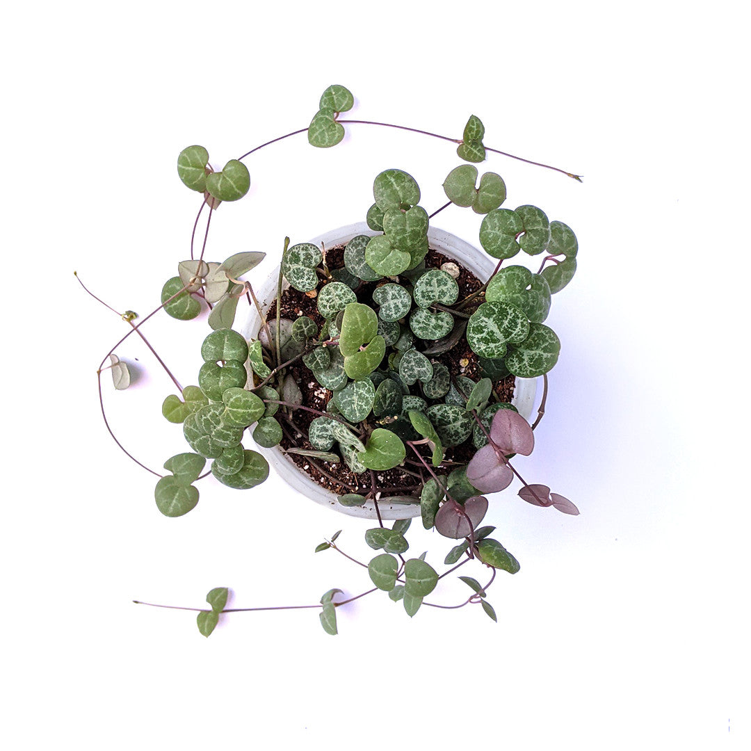 String of Hearts Green (Ceropegia Woodii) - String - soiled.in