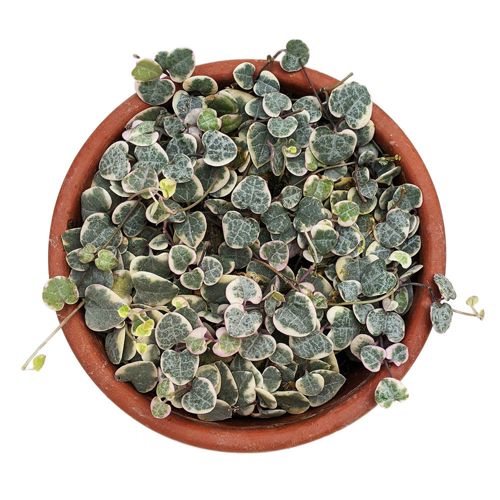 Variegated String of Hearts (Ceropegia Woodii) - Succulent - soiled.in