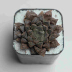 Haworthia Cooperi Kurozato - Cactus & Succulent - Soiled