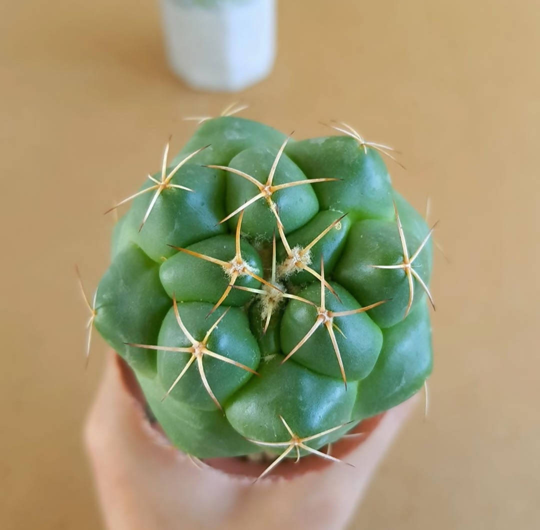 Coryphantha Elephantidens - Cactus - soiled.in