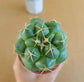 Coryphantha Elephantidens - Cactus - soiled.in
