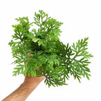 Selaginella 'Plana' - Fern - Soiled