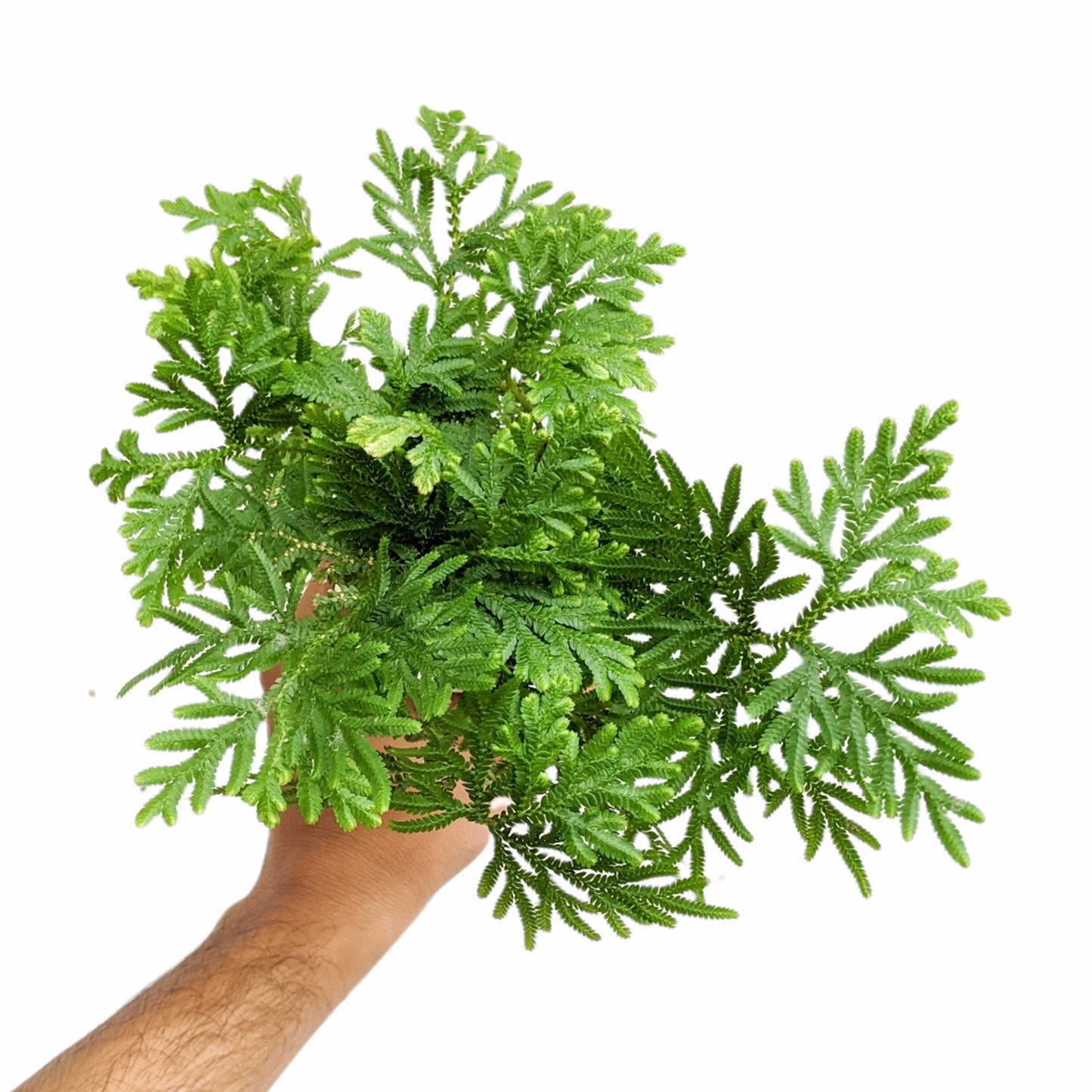 Selaginella 'Plana' - Fern - soiled.in