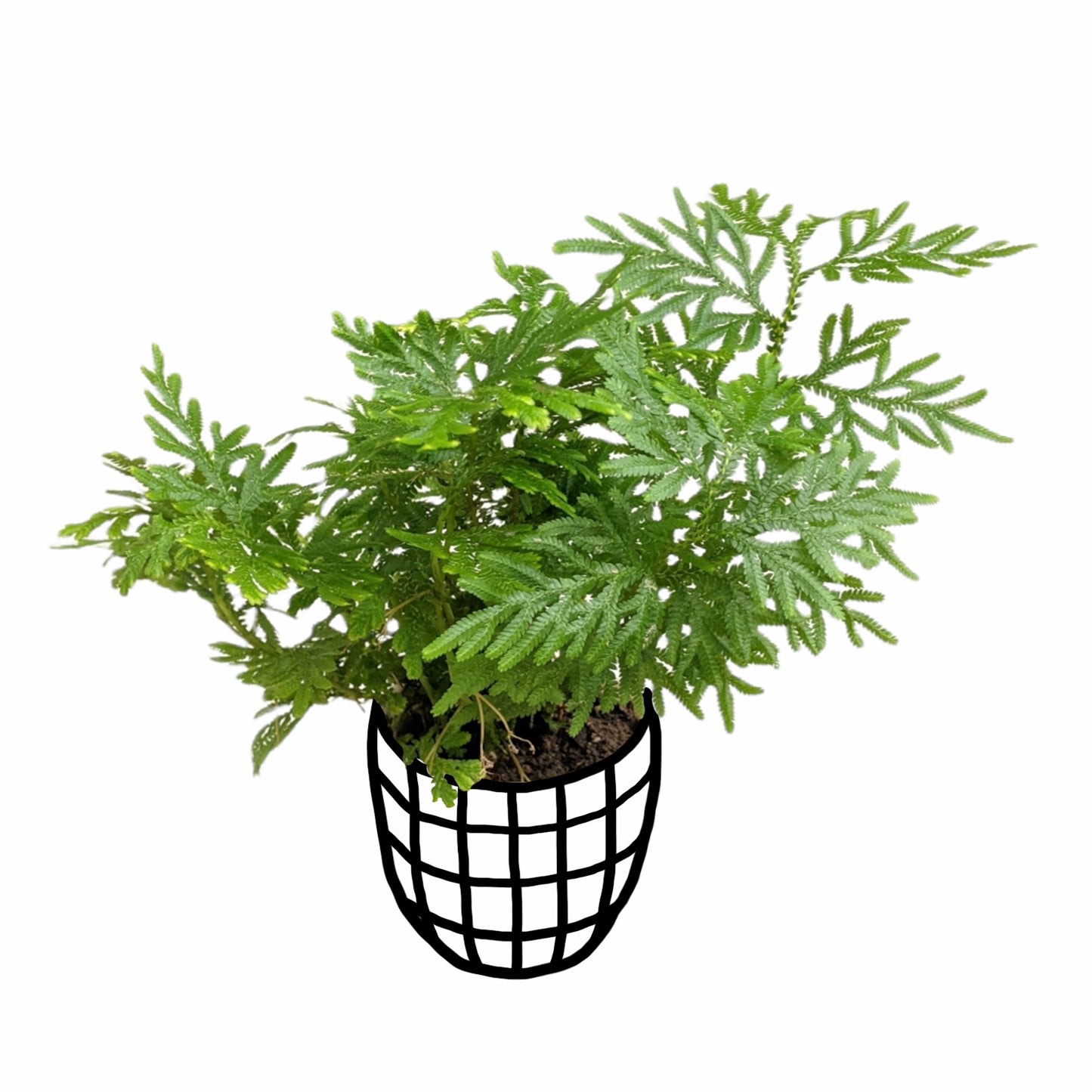 Selaginella 'Plana' - Fern - soiled.in