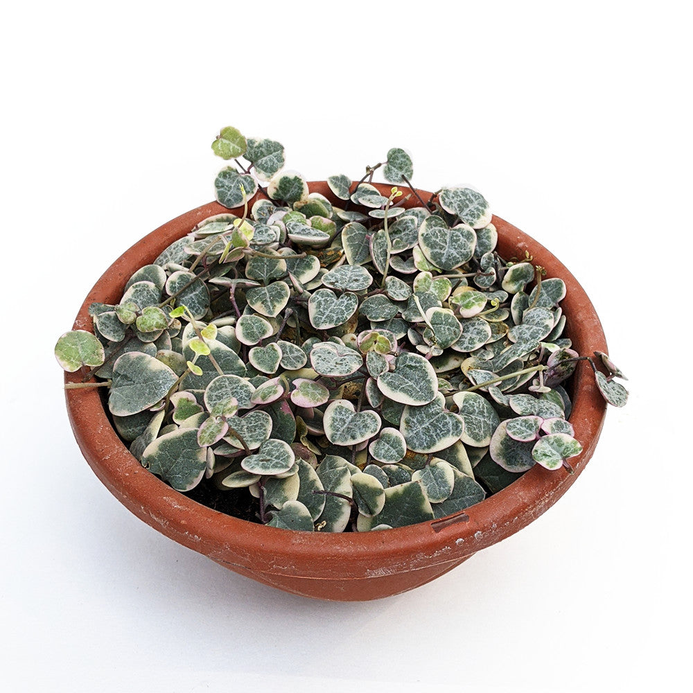 Variegated String of Hearts (Ceropegia Woodii) - Succulent - soiled.in