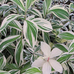 Spiral Ginger (Variegated) - Ginger - Soiled