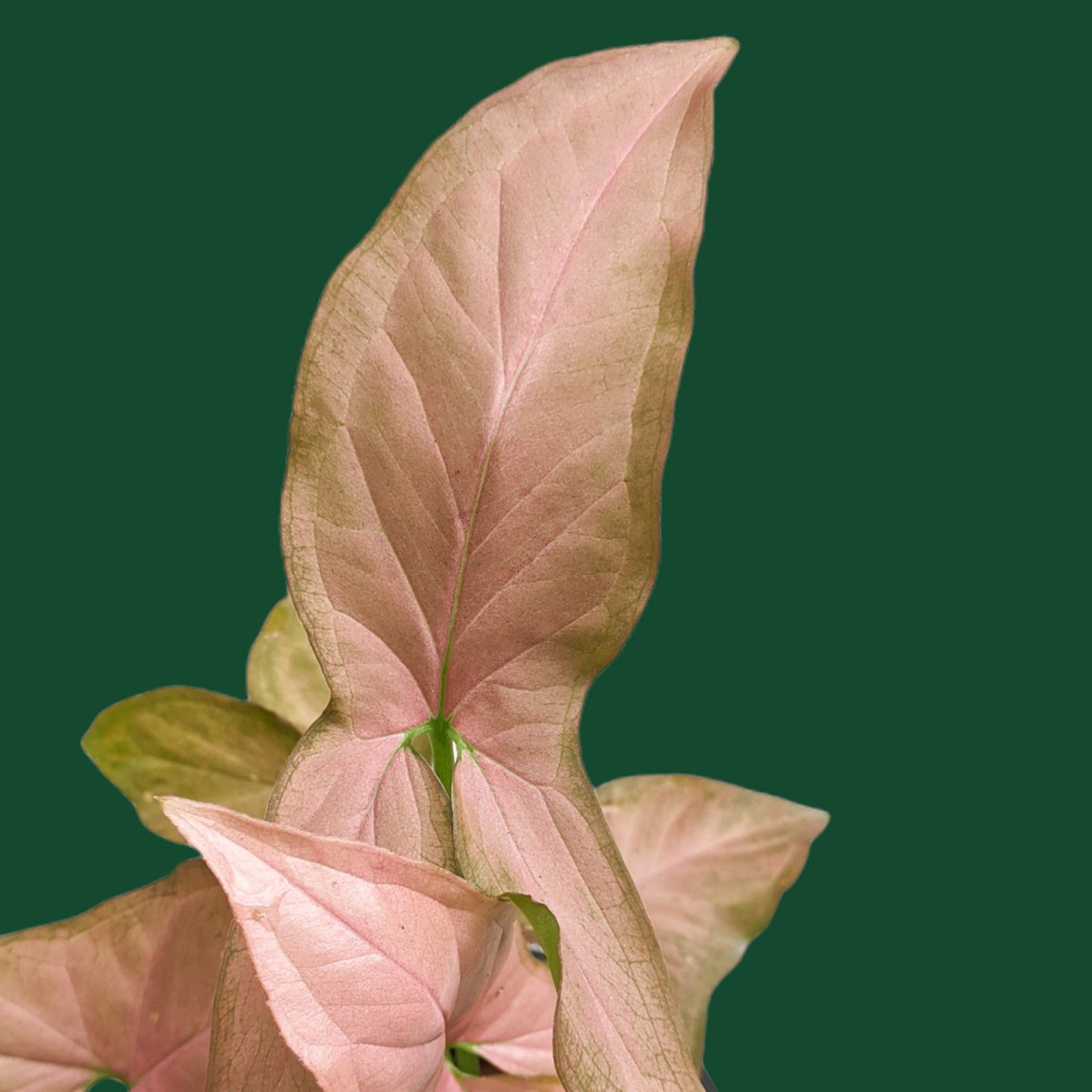 Syngonium 'Pink Schott' - Syngonium - soiled.in