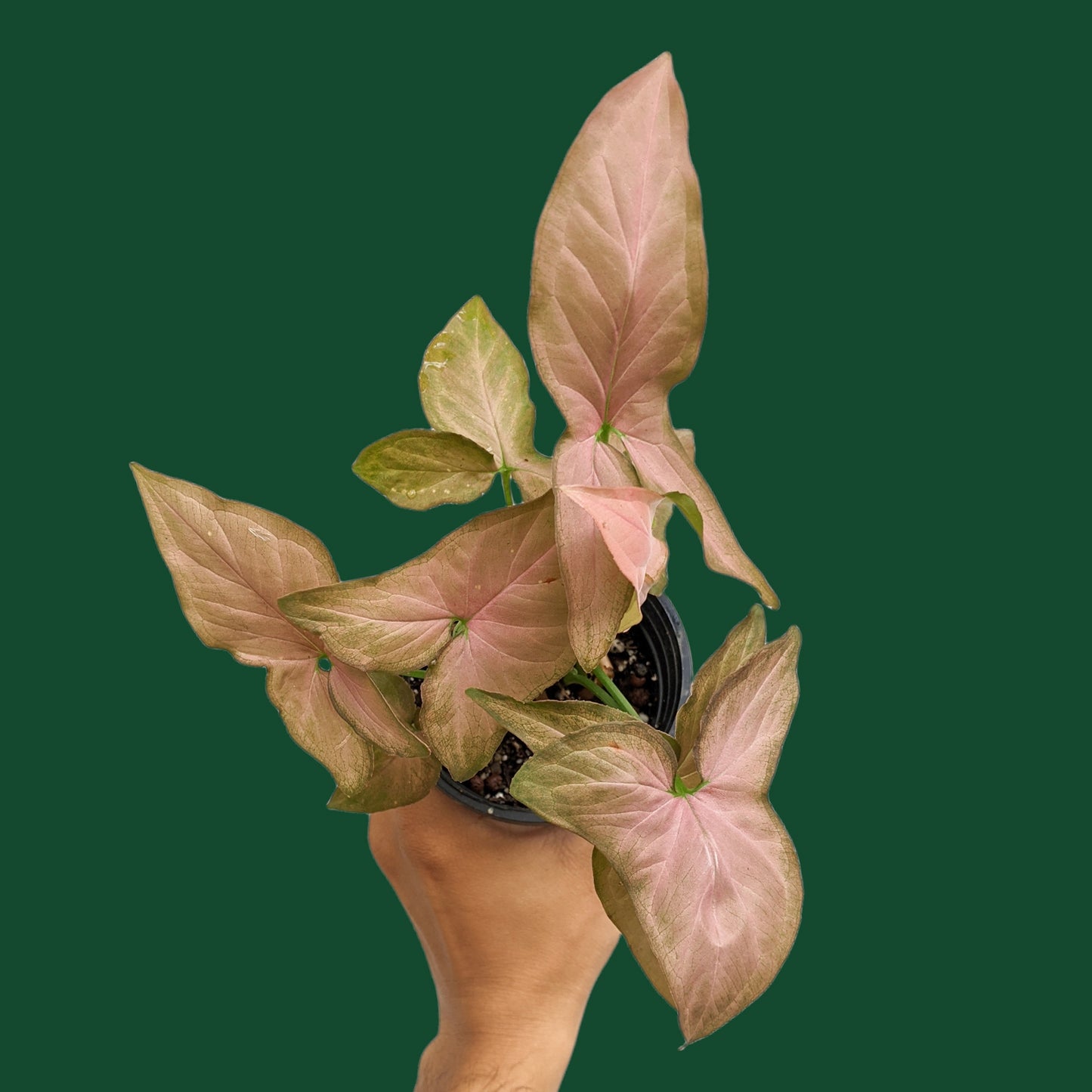 Syngonium 'Pink Schott' - Syngonium - soiled.in