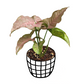 Syngonium 'Pink Spot' - Indoor & Outdoor Plants - soiled.in