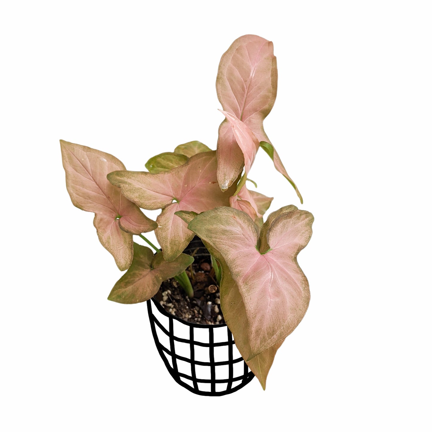 Syngonium 'Pink Schott' - Syngonium - soiled.in