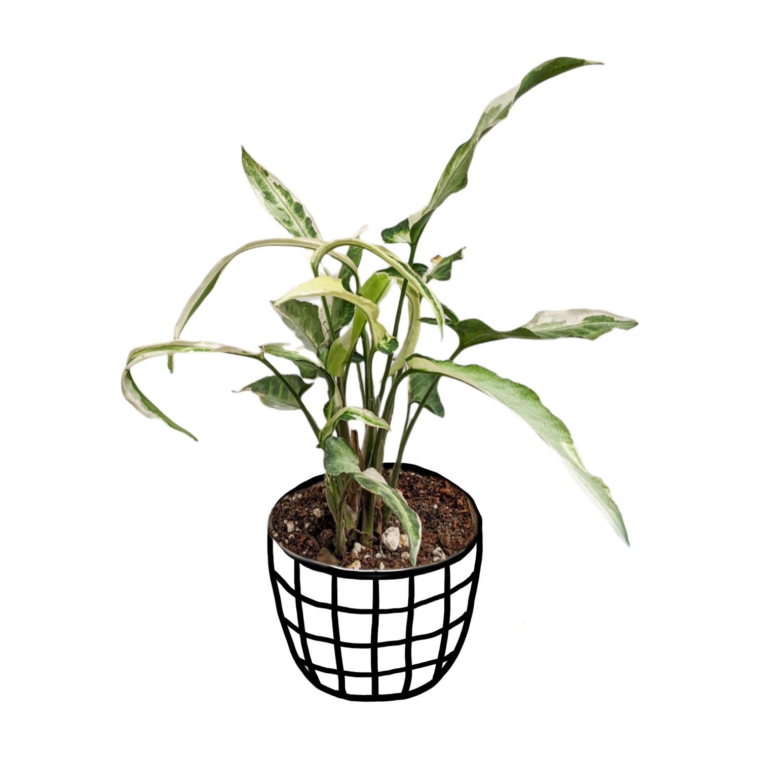 Syngonium 'Starlite' - Indoor & Outdoor Plants - soiled.in