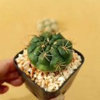 Gymnocalycium Damsii - Cactus & Succulent - Soiled