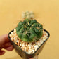 Gymnocalycium Damsii - Cactus - soiled.in