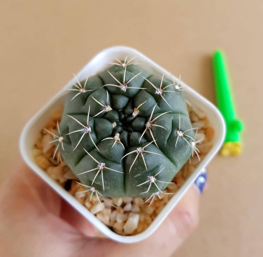 Gymnocalycium Baldianum - Cactus - soiled.in