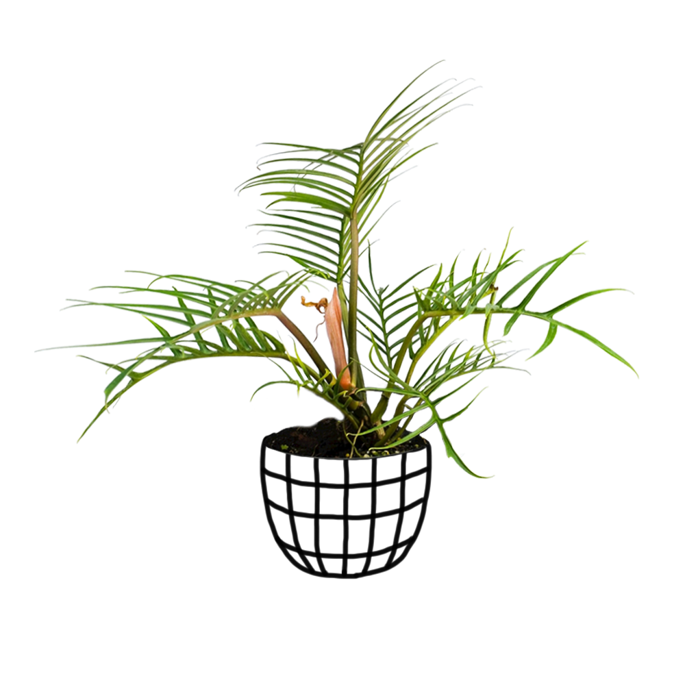 Philodendron Tortum - Indoor & Outdoor Plants - soiled.in
