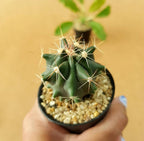 Ferocactus Horridus - Cactus & Succulent - Soiled