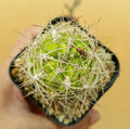 Weingartia Lanata - Cactus & Succulent - Soiled