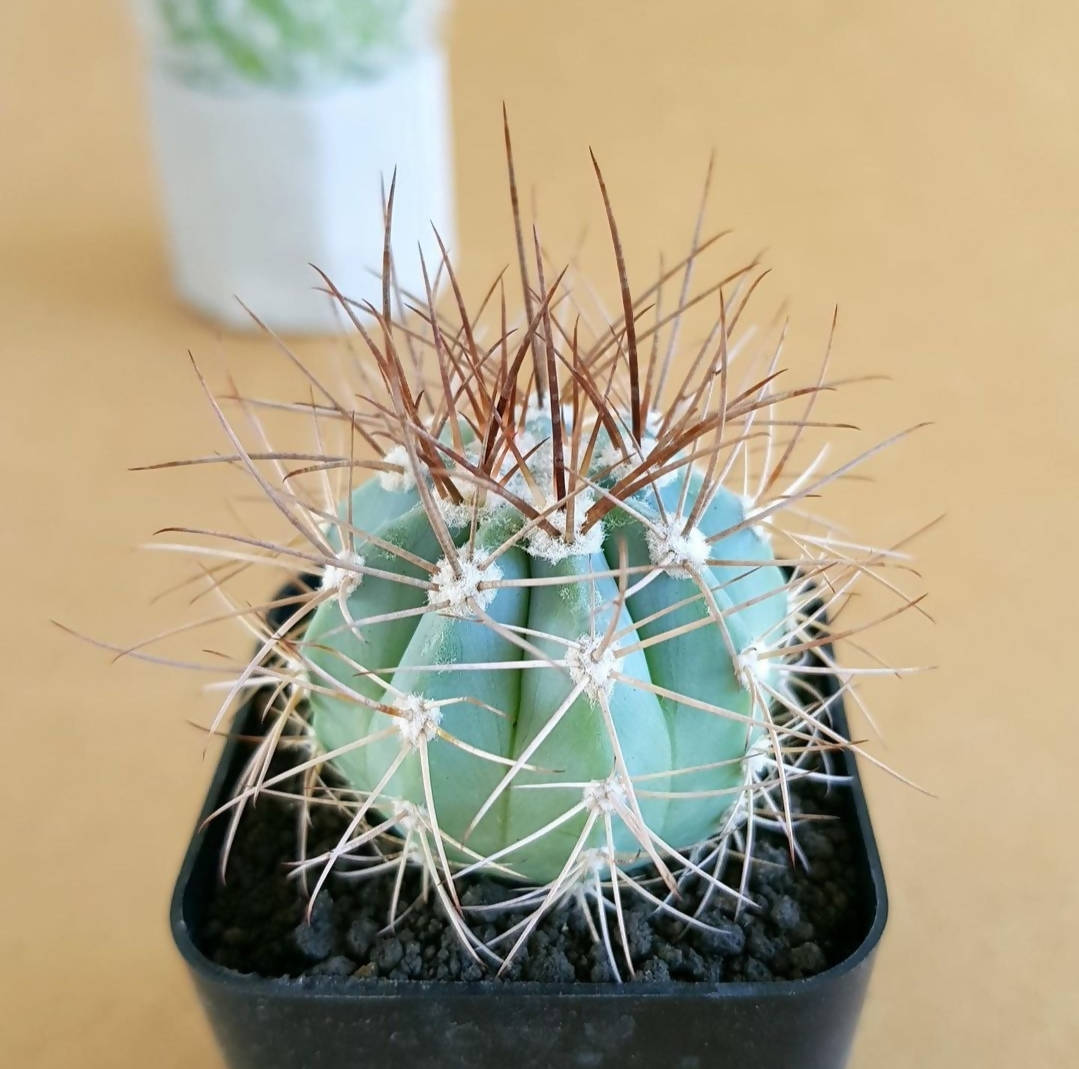 Melocactus Azureus (Blue Melo) - Cactus - soiled.in