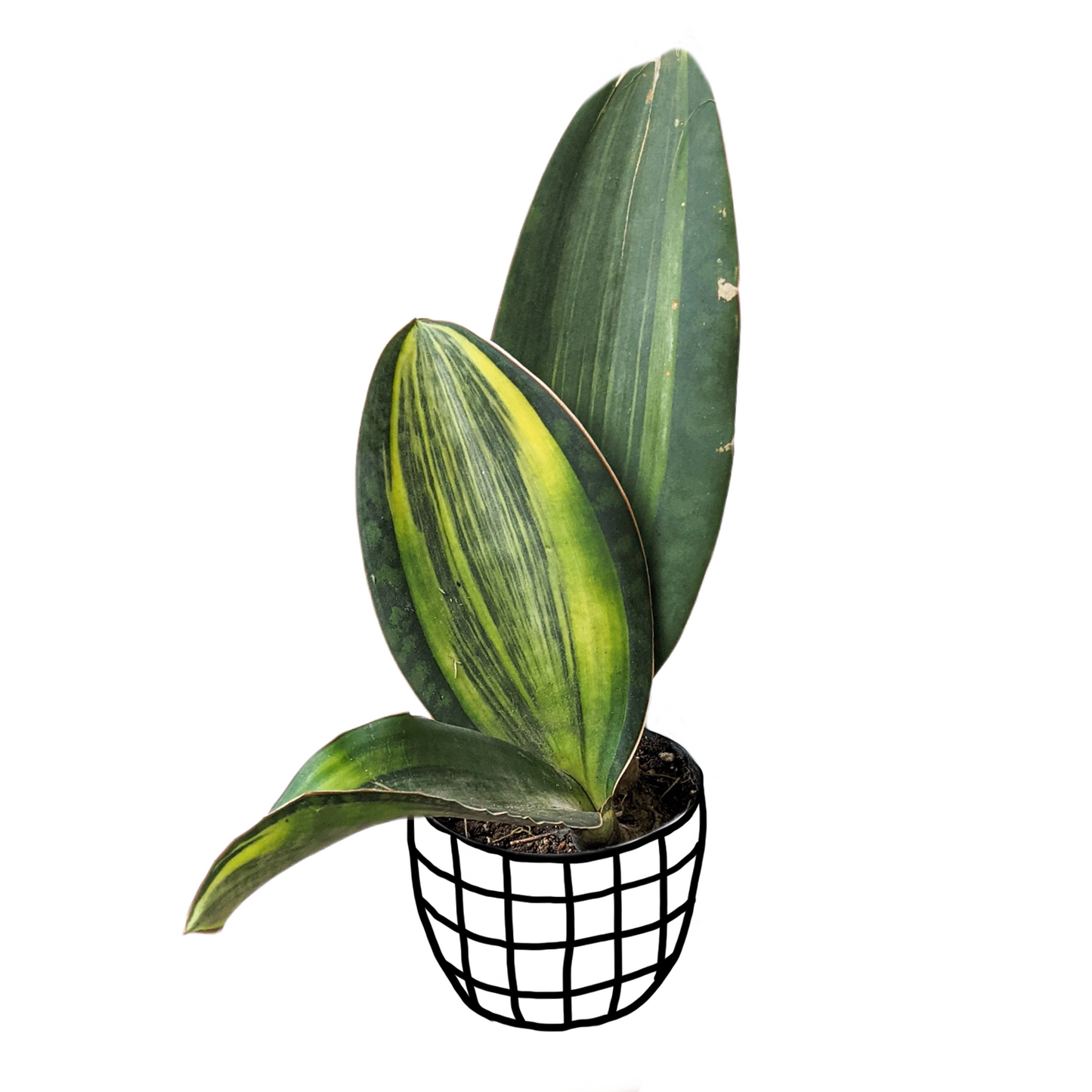 Sansevieria Masoniana 'Variegata' - Indoor & Outdoor Plants - soiled.in