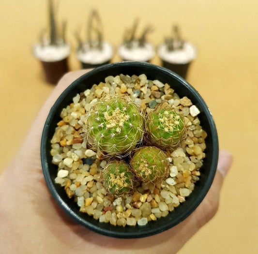 Lobivia yellow flower - Cactus - soiled.in