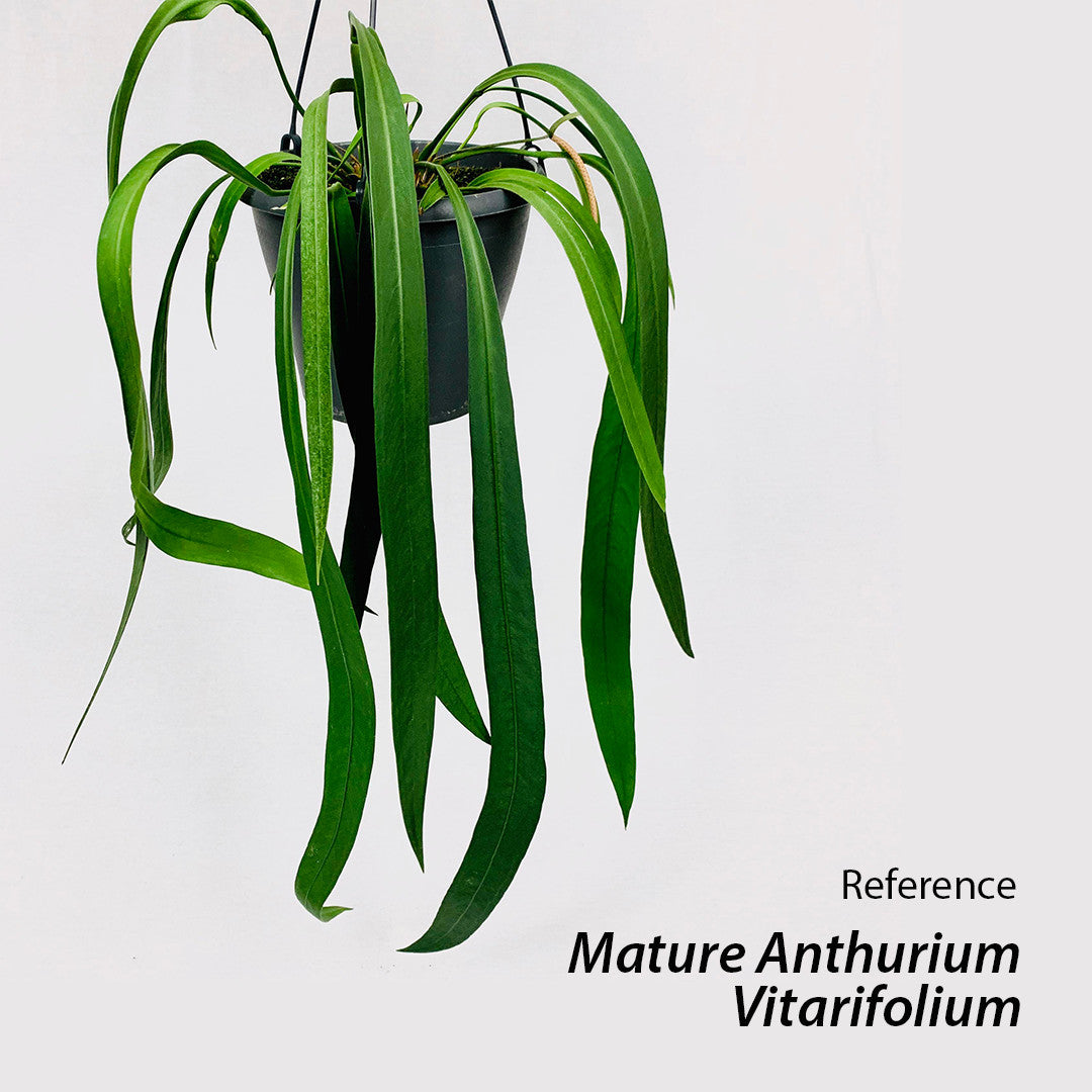 Anthurium Vittarifolium - Anthurium - soiled.in