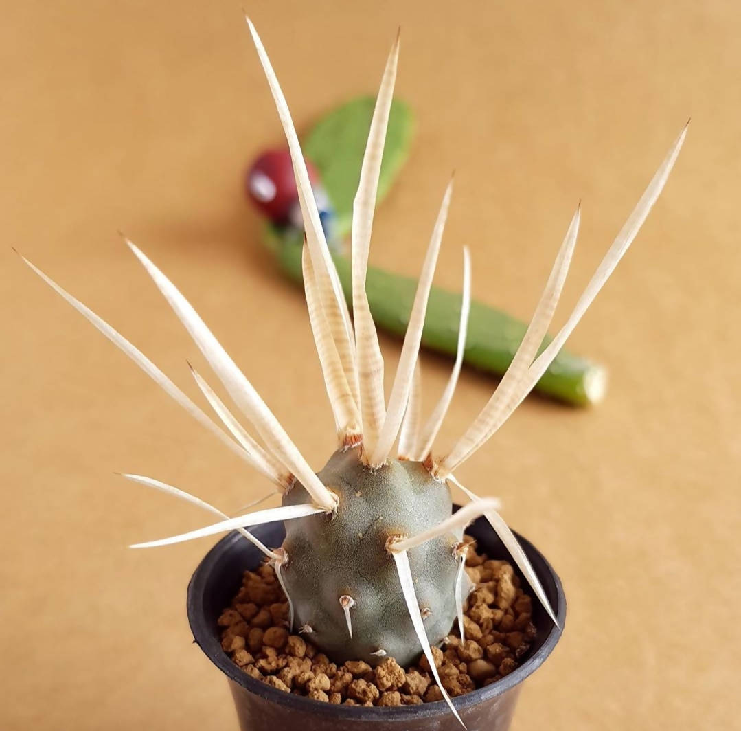 Tephrocactus Articulatus - Cactus - soiled.in