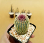 Echinocereus Rigidissimus - Cactus & Succulent - Soiled