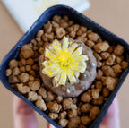 Copiapoa Hypogea cv. 'Lizard skin' - Cactus & Succulent - Soiled