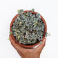 Variegated String of Hearts (Ceropegia Woodii) - Succulent - soiled.in
