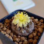 Copiapoa Hypogea cv. 'Lizard skin' - Cactus & Succulent - Soiled