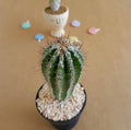 Echinopsis cv. Haku-Jo Maru - Cactus & Succulent - Soiled