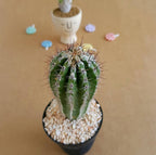 Echinopsis cv. Haku-Jo Maru - Cactus & Succulent - Soiled