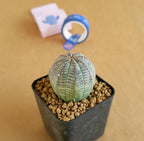 Euphoria Obesa (Seed Grown) - Cactus & Succulent - Soiled