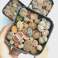 Lithops in Square Pot