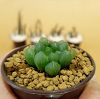 Haworthia Cooperi - Cactus & Succulent - Soiled