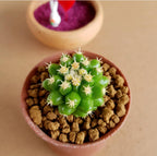 Echinocactus Grusonii var. Inermis - Cactus & Succulent - Soiled