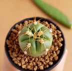 Gymnocalycium Horstii - Cactus & Succulent - Soiled