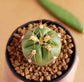Gymnocalycium Horstii - Cactus - soiled.in