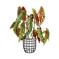 Begonia Maculata - Philodendron - soiled.in
