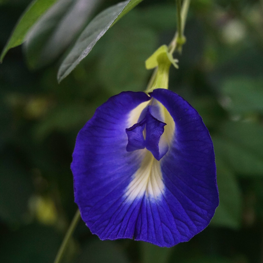 Clitoria Ternatea, Aparajita Flower Seed (Blue - Single Petal) - Seed - soiled.in