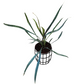Blue Oil Fern (Microsorum Thailandicum) - Fern - soiled.in