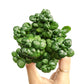 Bubble Plant - Foliage Plant - soiled.in