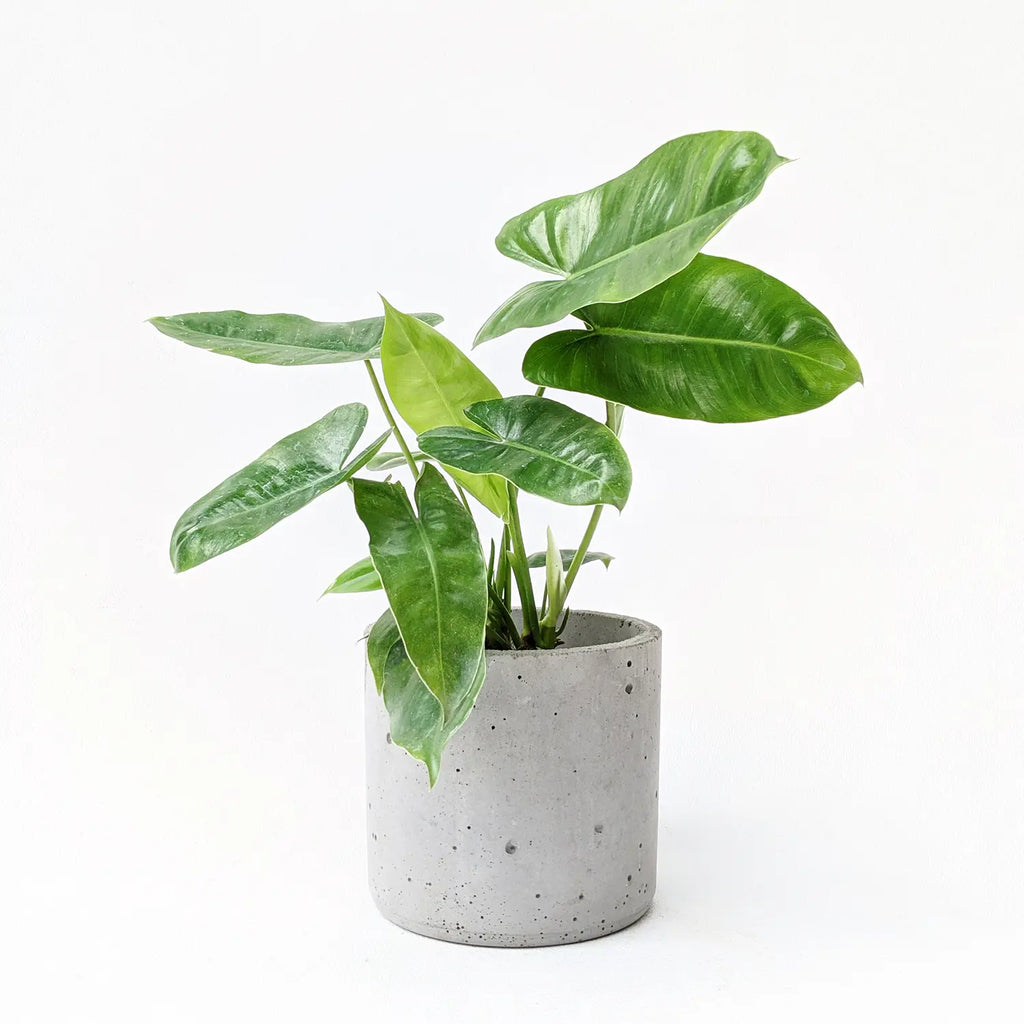 philodendron burle marx soil mix Philodendron 'Burle Marx'