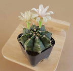 Gymnocalycium Mihanovichii - Cactus & Succulent - Soiled