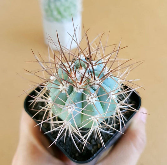 Melocactus Azureus (Blue Melo) - Cactus - soiled.in